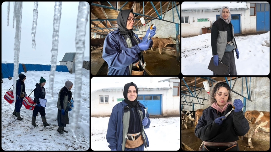 Kars’ta kadın veterinerler hayvan sağlığı için kar kış demeden sahada